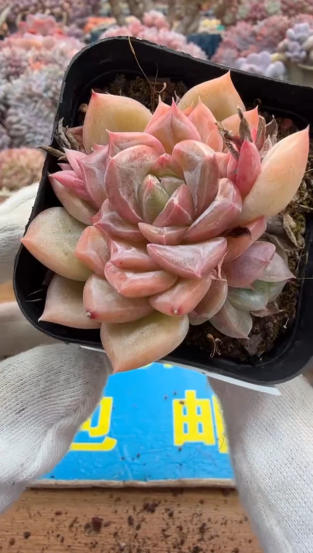 东云多肉园二店-309