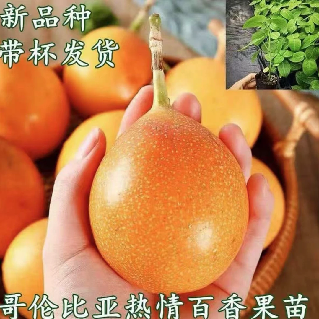 【热情果苗】哥伦比亚热情果苗百香果苗盆栽地栽阳台庭院种植果树苗