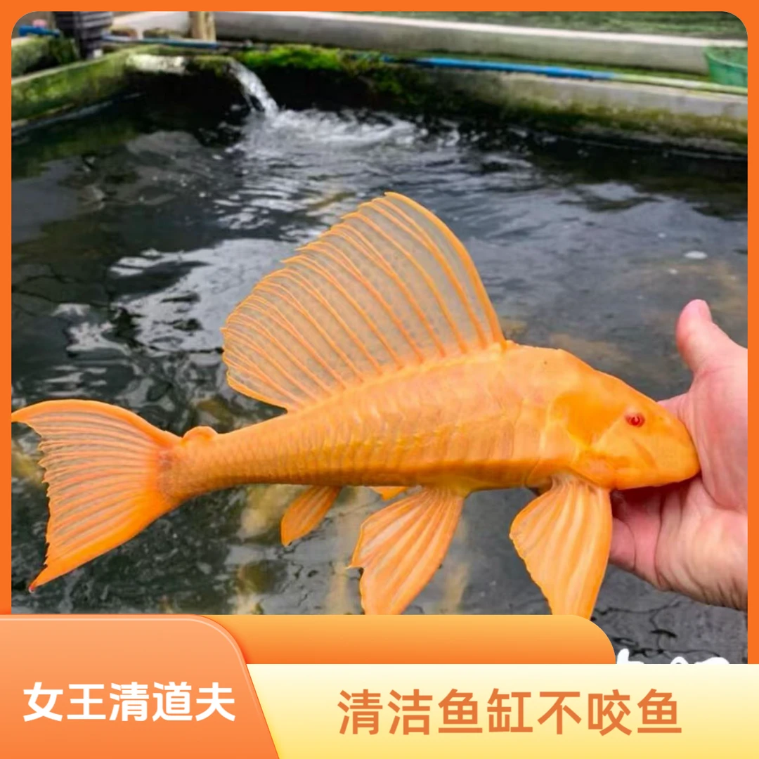 【大尺寸】黄金女王大帆红眼清道夫观赏鱼清洁鱼除青苔褐藻不吸鱼