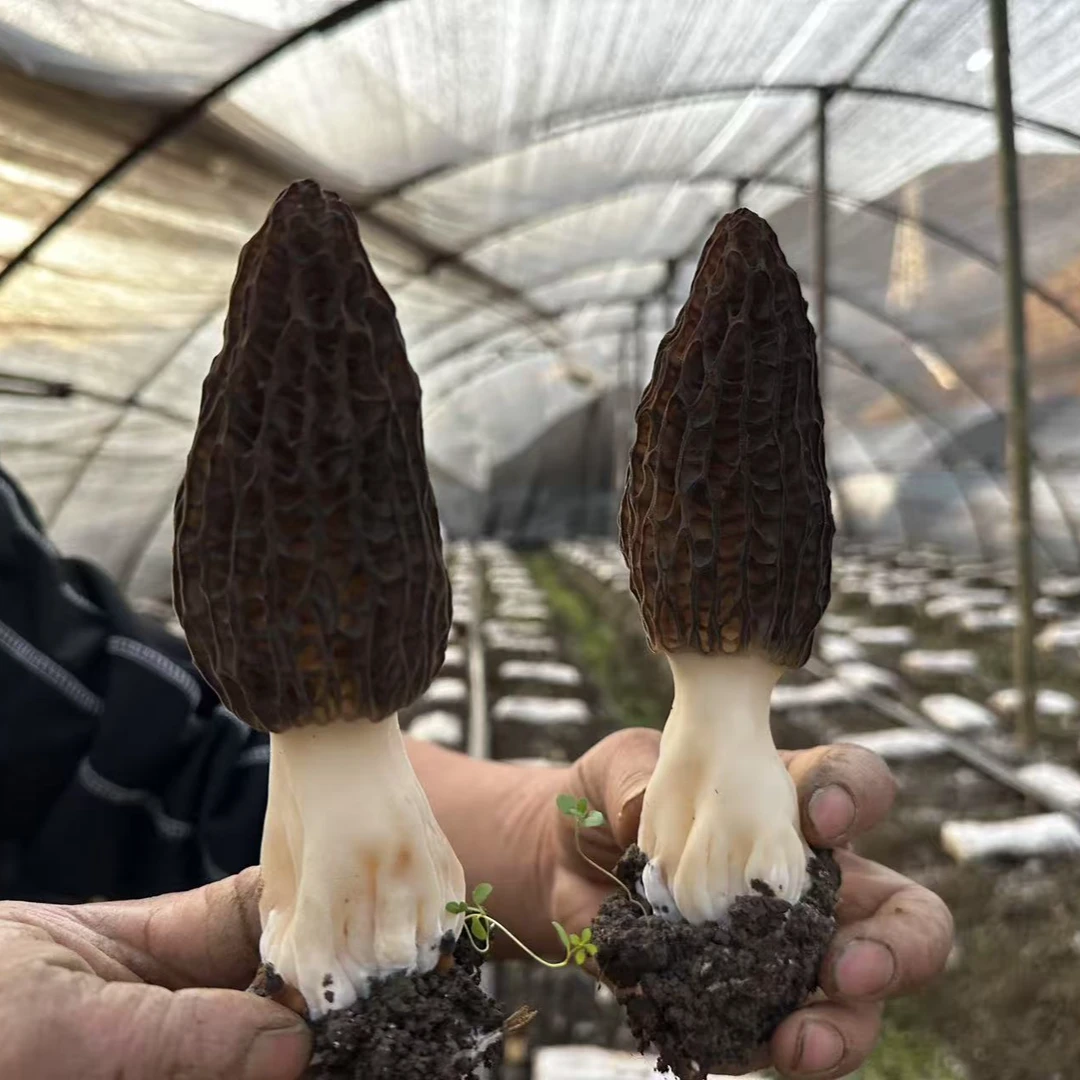 精品高山头茬羊肚菌干货4-6cm 肉质肥厚 煲汤佳品