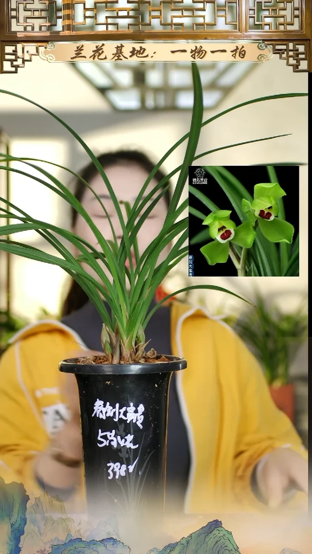 全部花苞春剑大富贵