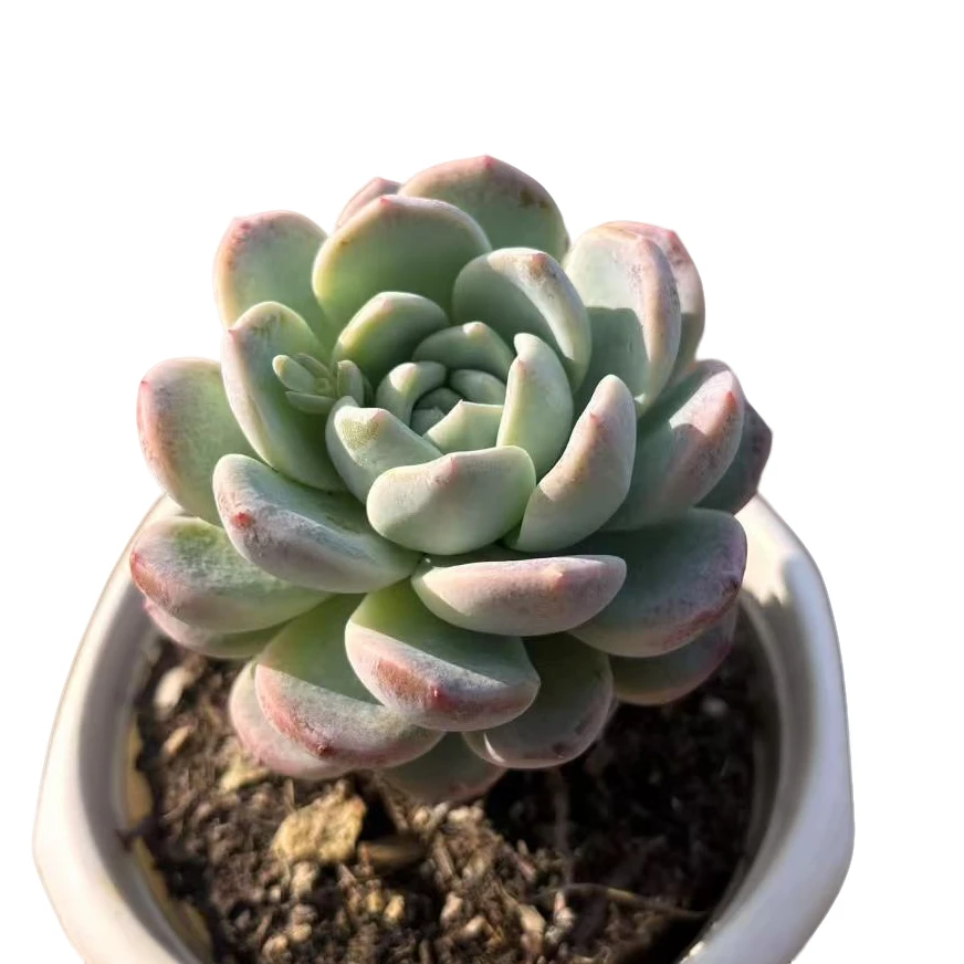 【冰玉】 精品丸叶老桩多肉植物 办公桌阳台院子养护 脱土裸根发