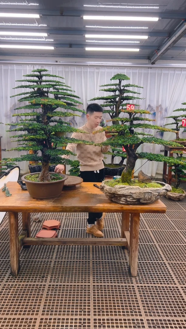 无花朵云*精品盆景直播间一物一拍