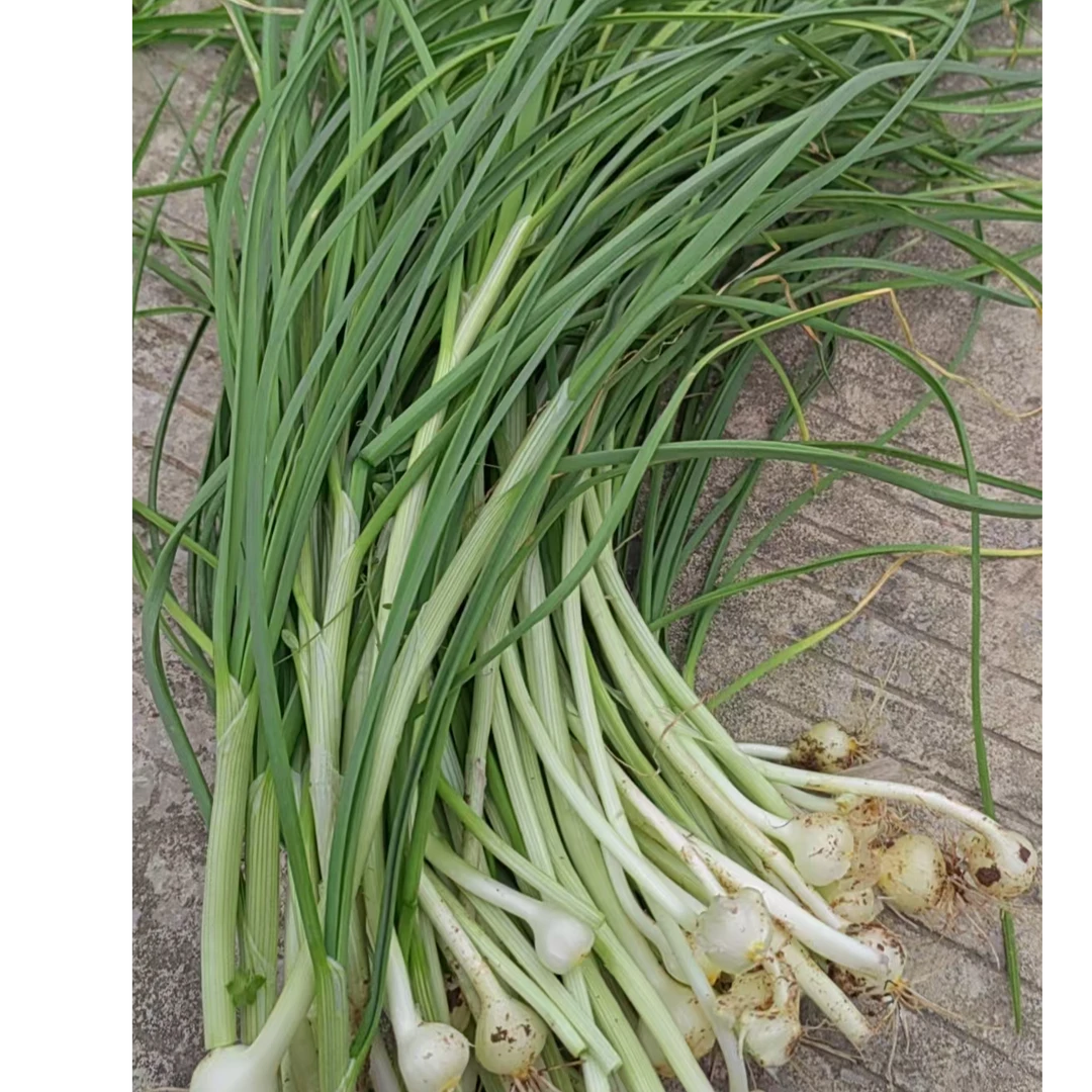 平昌野葱新鲜现挖野山葱带泥发货