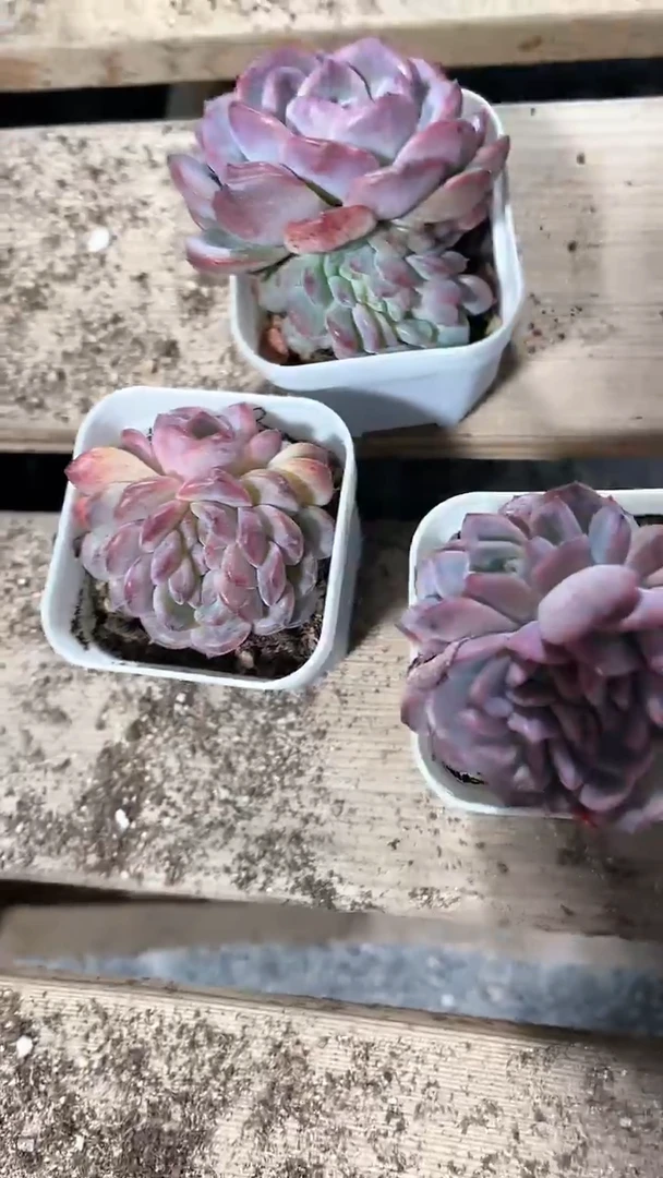 【闪购商品】五方琥珀缀化多肉一颗