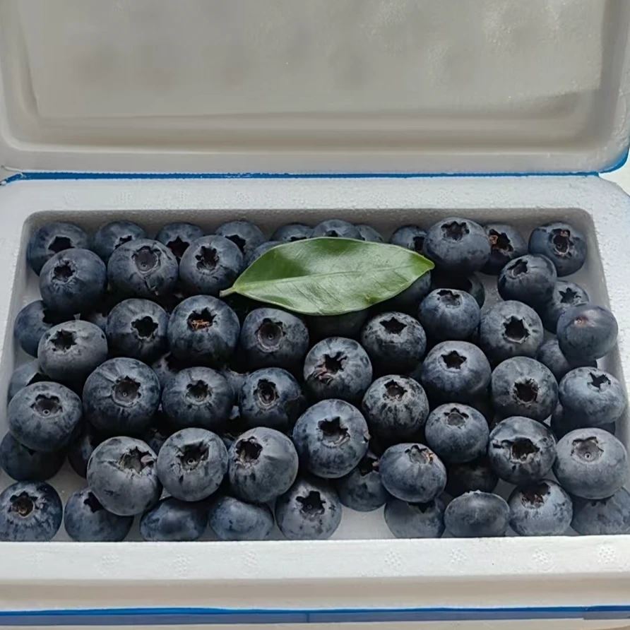 【同城小时达】云南山地（花香）鲜蓝莓18mm（净重400g左右)