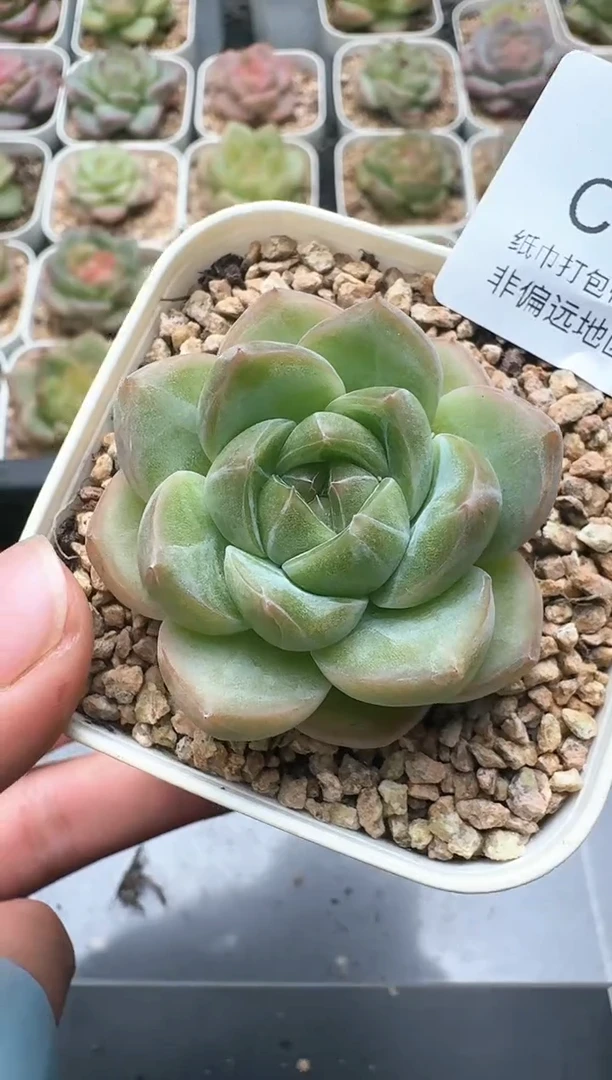 914C云禹多肉植物 带盆土纸巾打包 3颗包邮
