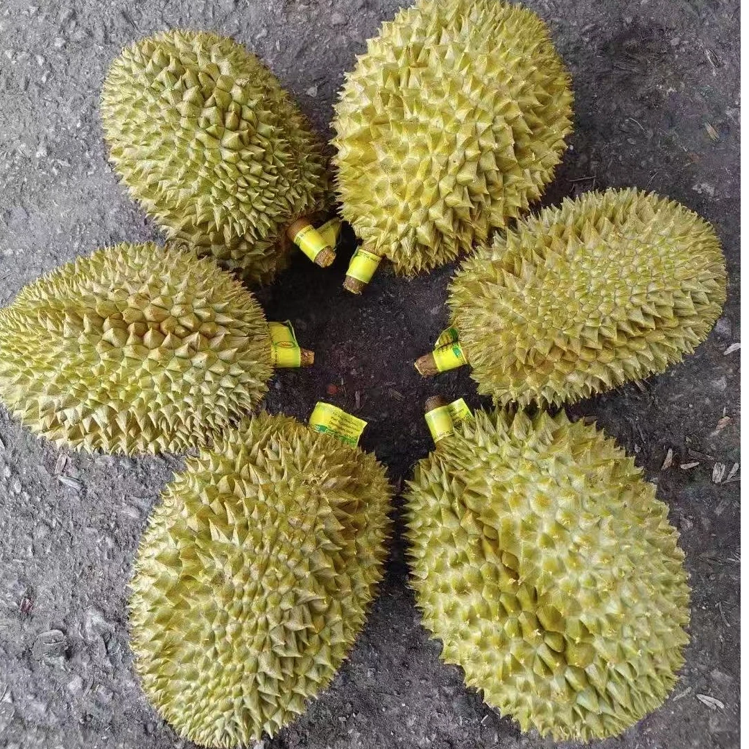 ②空运D101红肉整果一物一拍泰国树熟金枕榴莲新鲜核小不开果生劈bu售后5-10斤猫山王菲律宾共和国