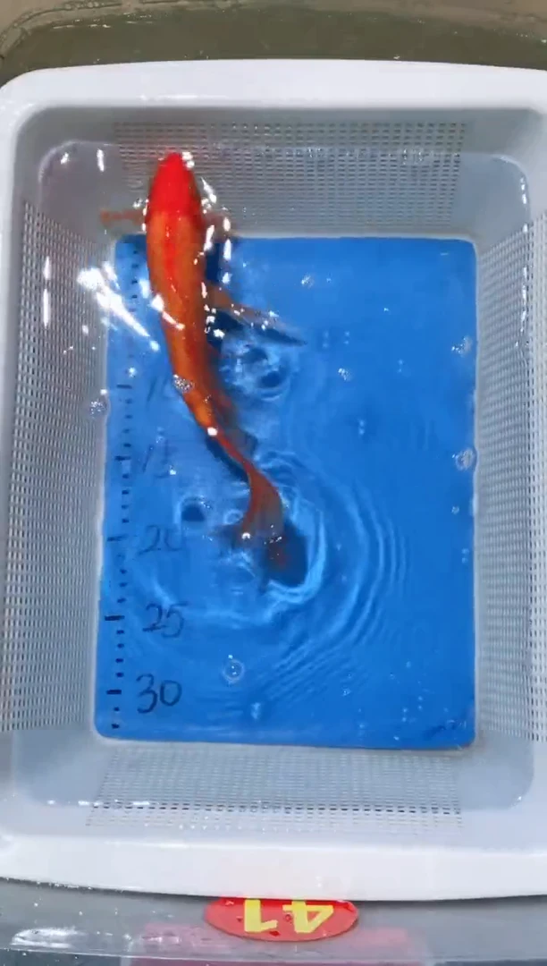 锦鲤锦鲤蝴蝶鲤鱼拍开箱视频包售后微瑕