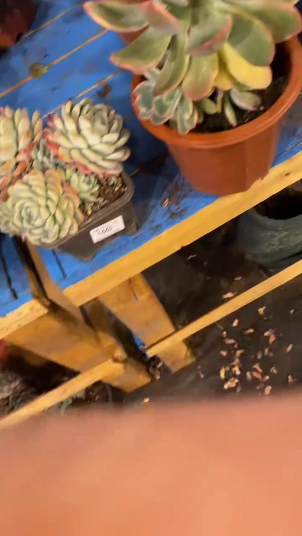 【闪购商品】1440