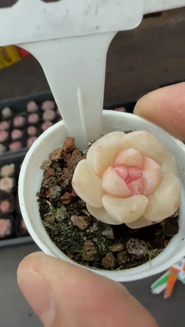 【闪购商品】一物一拍0211—