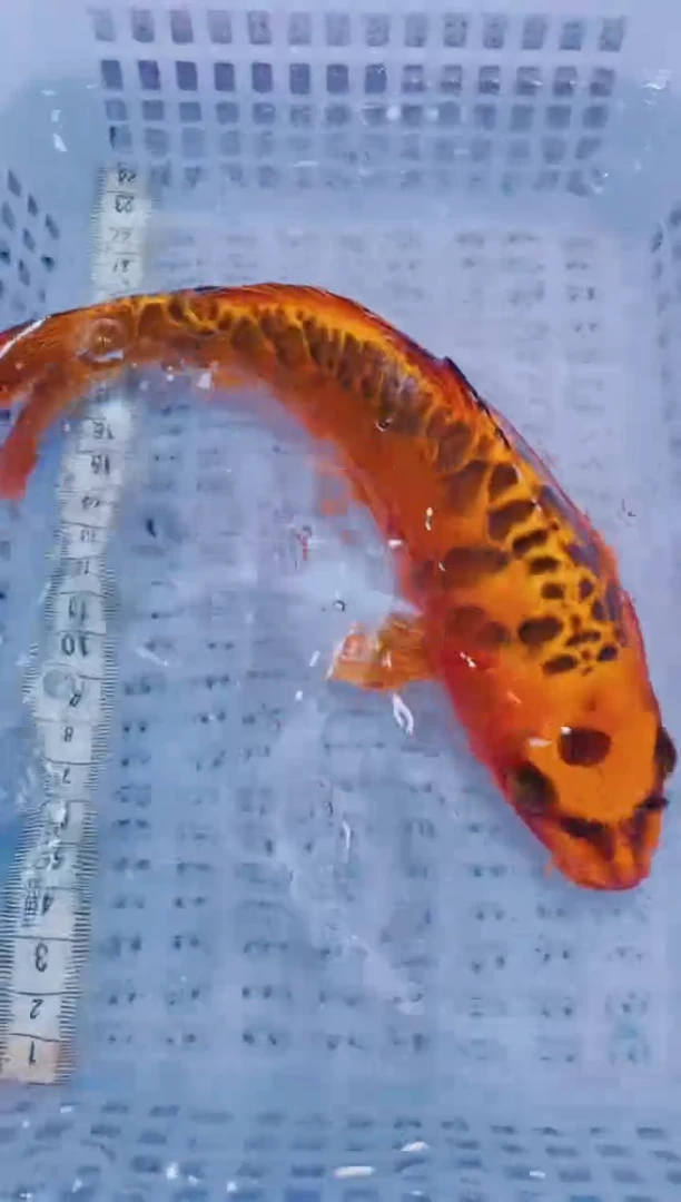 锦鲤血统锦鲤全场包邮40