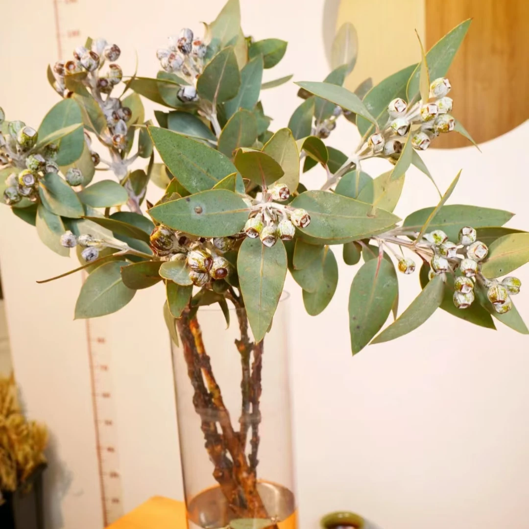 【雪霜果干花】-澳大利亚进口花材-可做干花