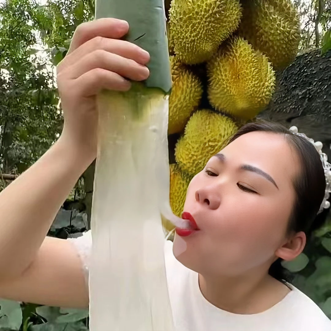 网红芦荟食用叶片库拉索芦荟大叶片新鲜饱满可食用直播必备