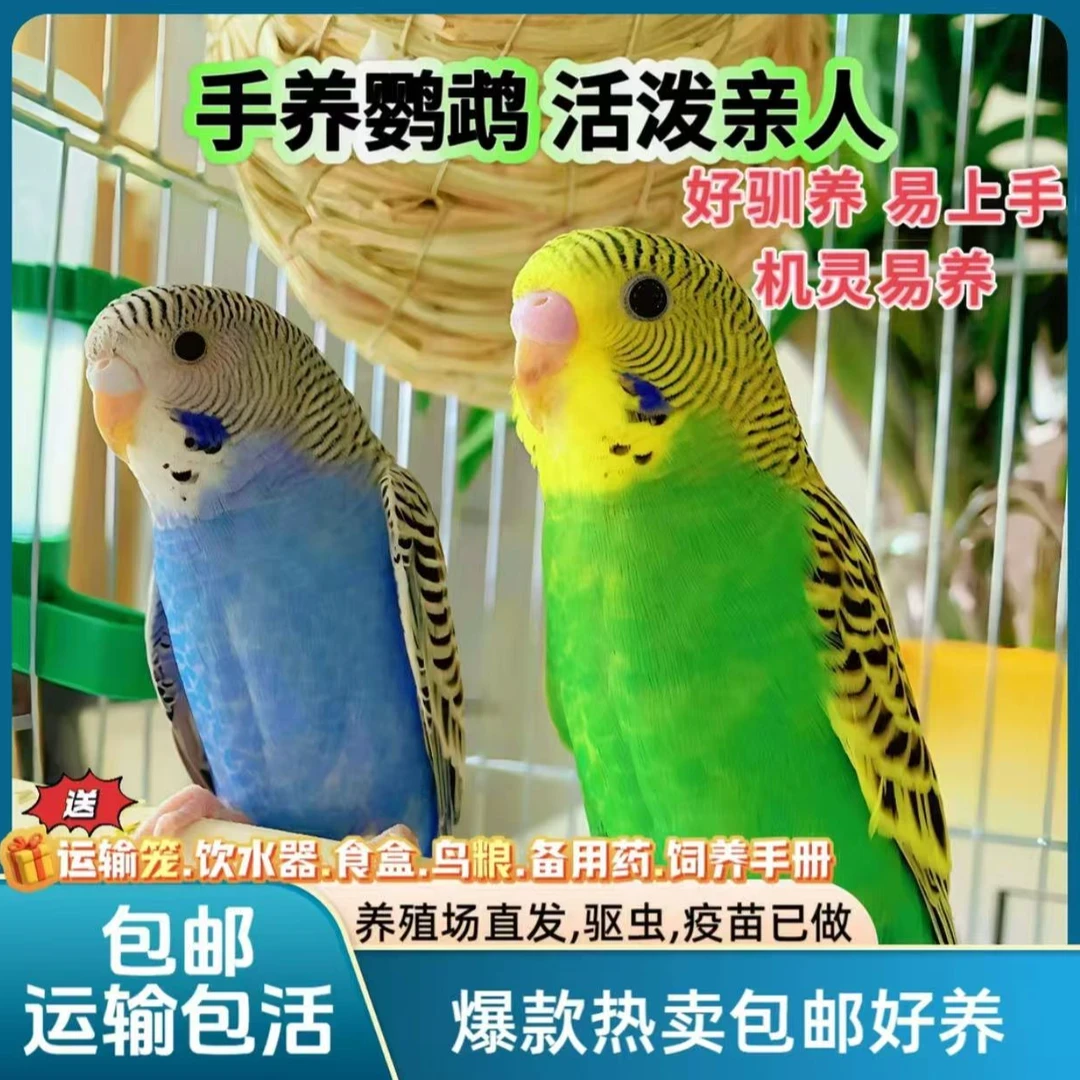 1只 会说话的彩色虎皮鹦鹉鹦鹉小鸟手养亲人上手不咬人直播间