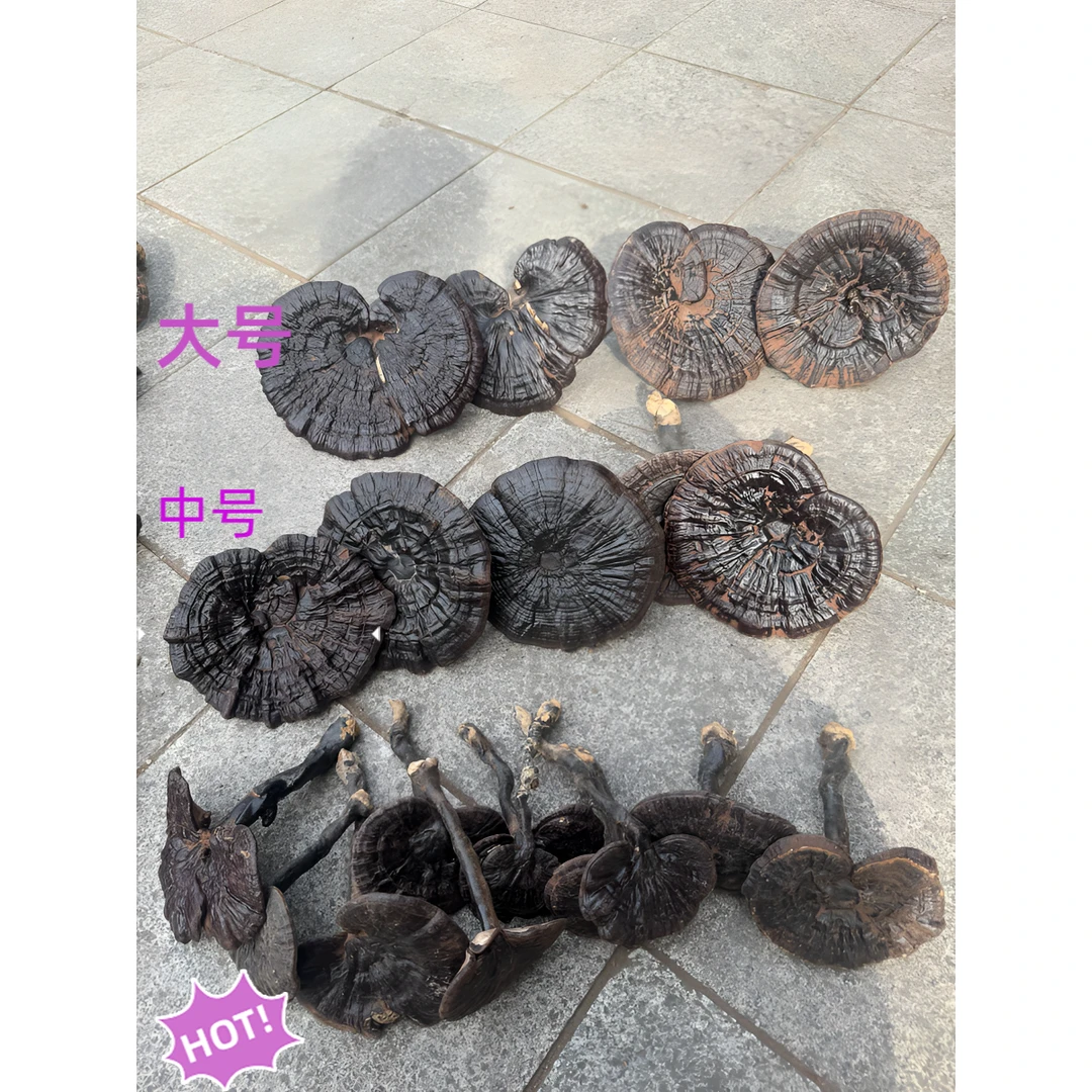 山野枫树灵芝 黑灵芝 紫灵芝 不苦灵芝 煲汤香甜好喝野生灵芝