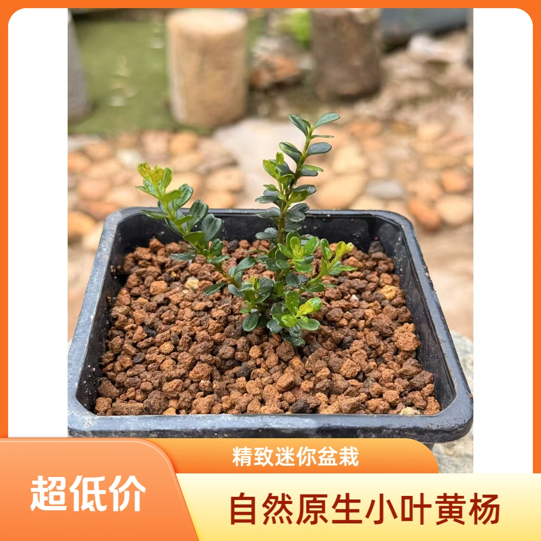 凤凰山米叶黄杨赛珍珠盆栽绿植花卉常青