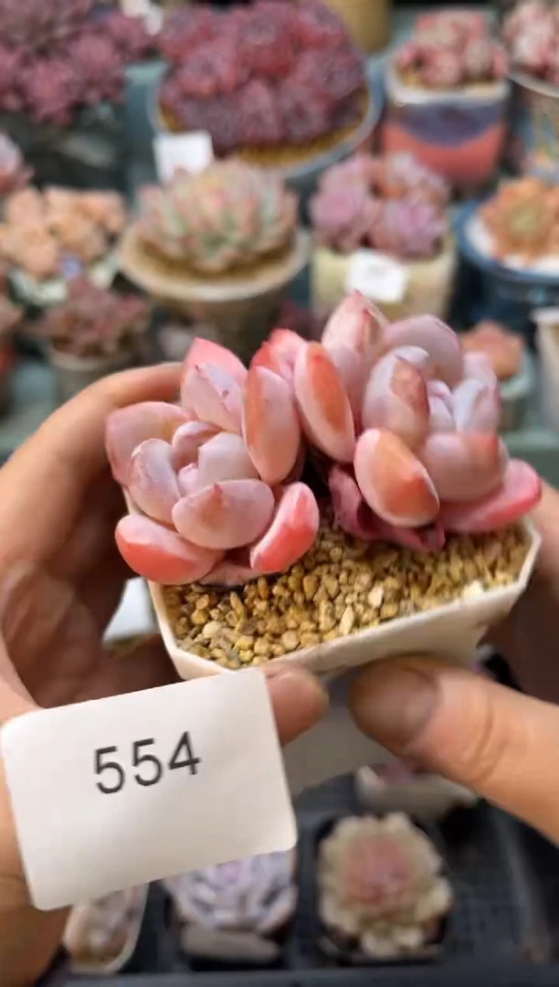 554双头糖果多肉