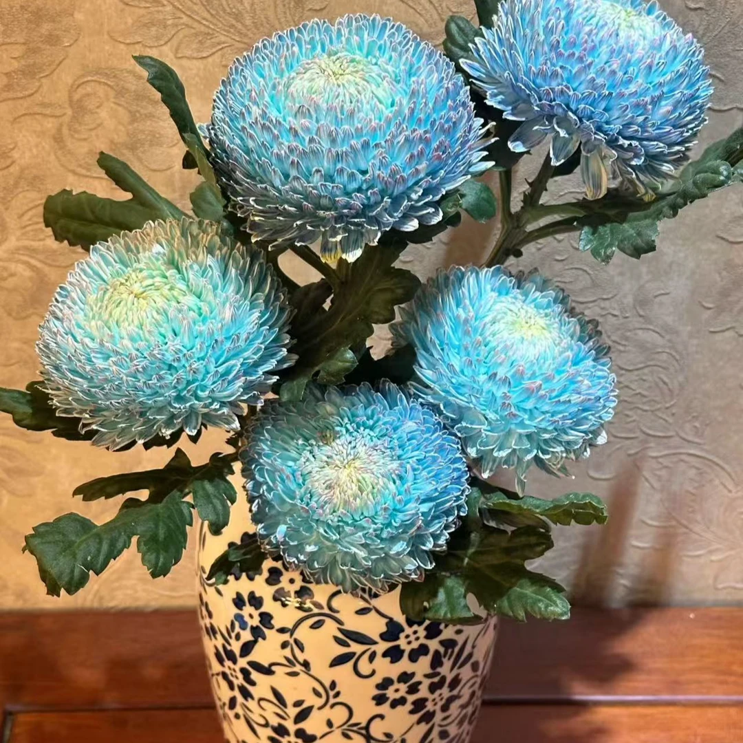 【禾韵山东】牡丹菊蓝紫色/青花瓷 自有基地智慧温室直发花材花卉次日达鲜花速递家用鲜花花束山东鲜切花同城