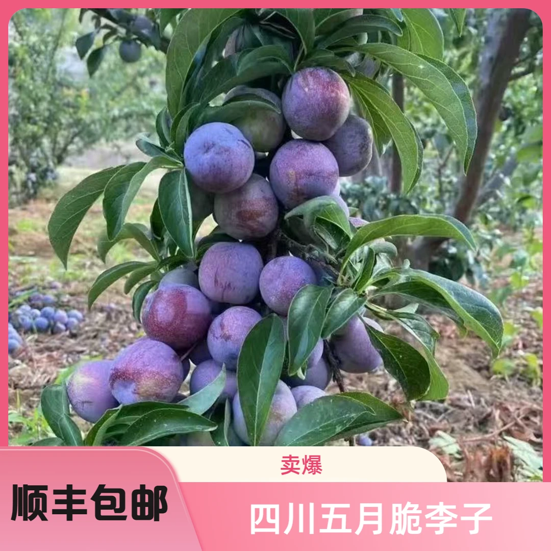 【顺丰包邮】四川五月脆凤凰李脆脆红李脱骨李新鲜采摘脆甜肉厚水果
