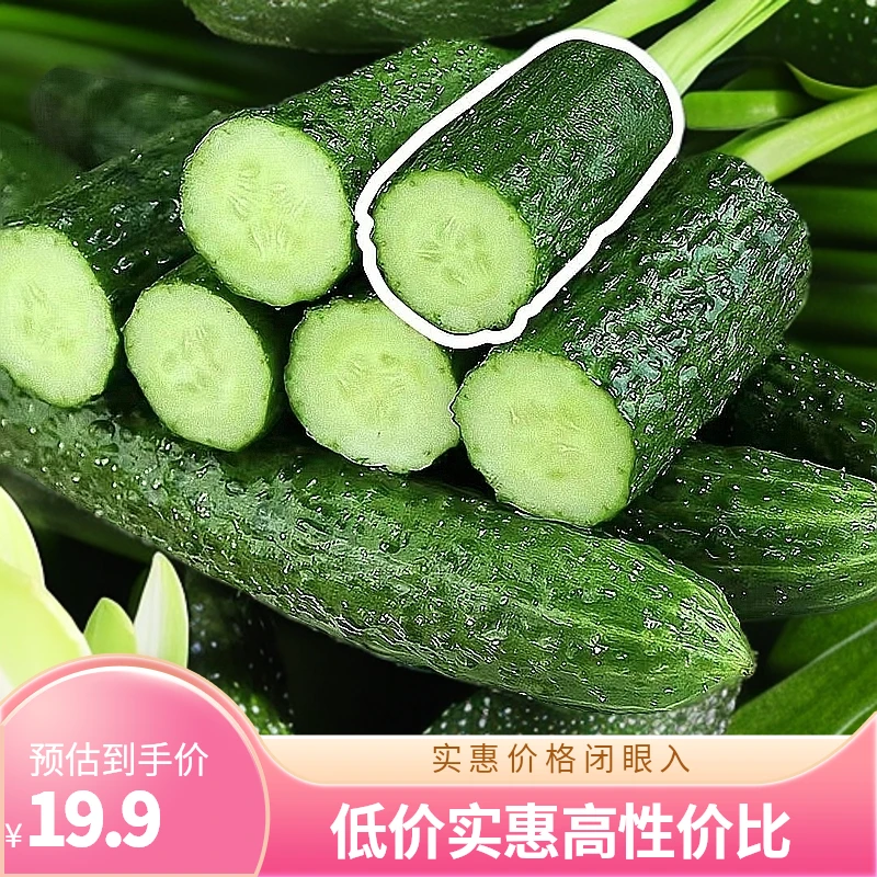 青瓜天然新鲜现摘低热量轻食沙拉现摘现发顺丰发货
