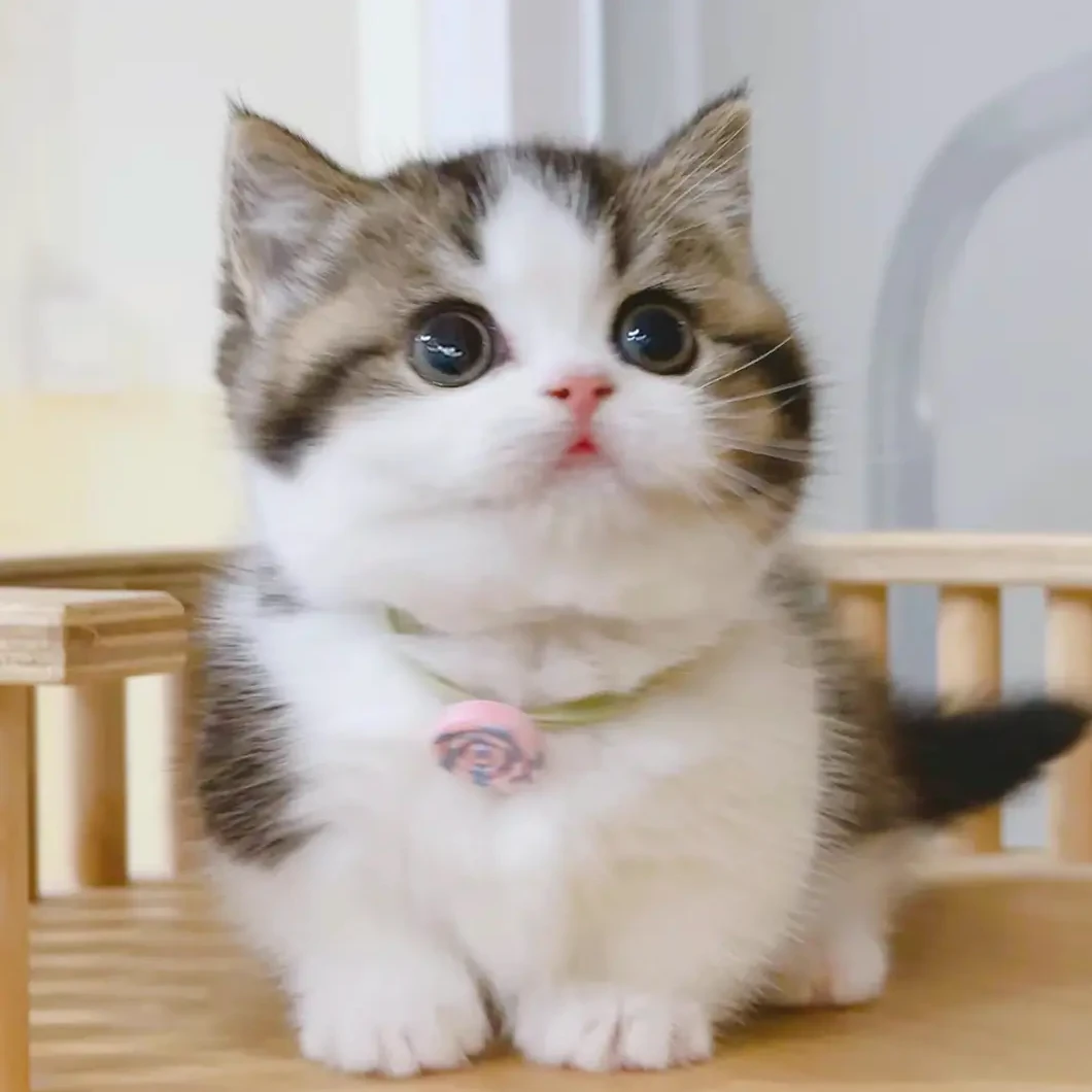 小彤宠物猫小马专属链接1