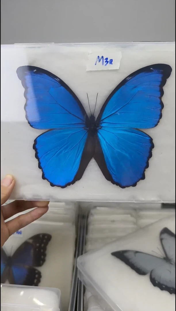 展翅品压棉发货一图一物编号M30