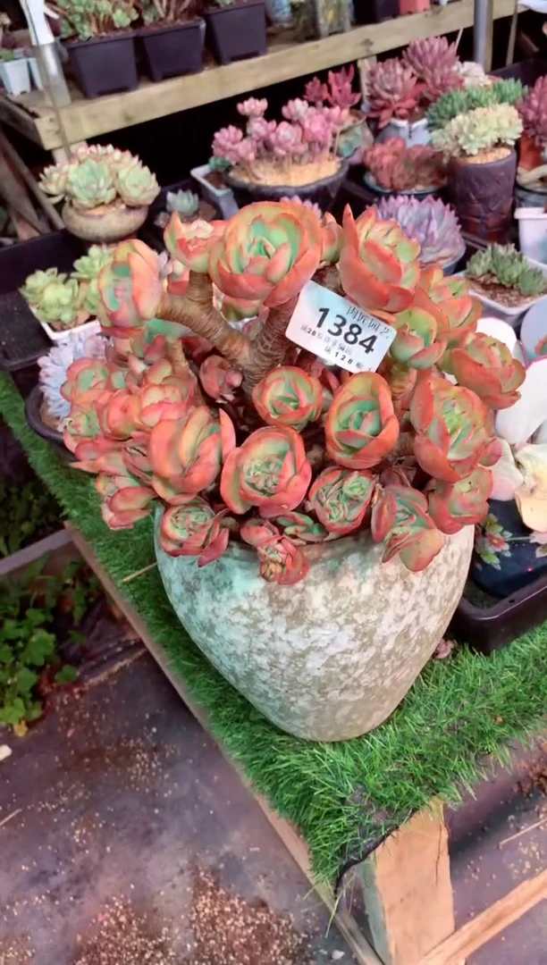 月***语1384——生鲜绿植不支持7天无理由退货