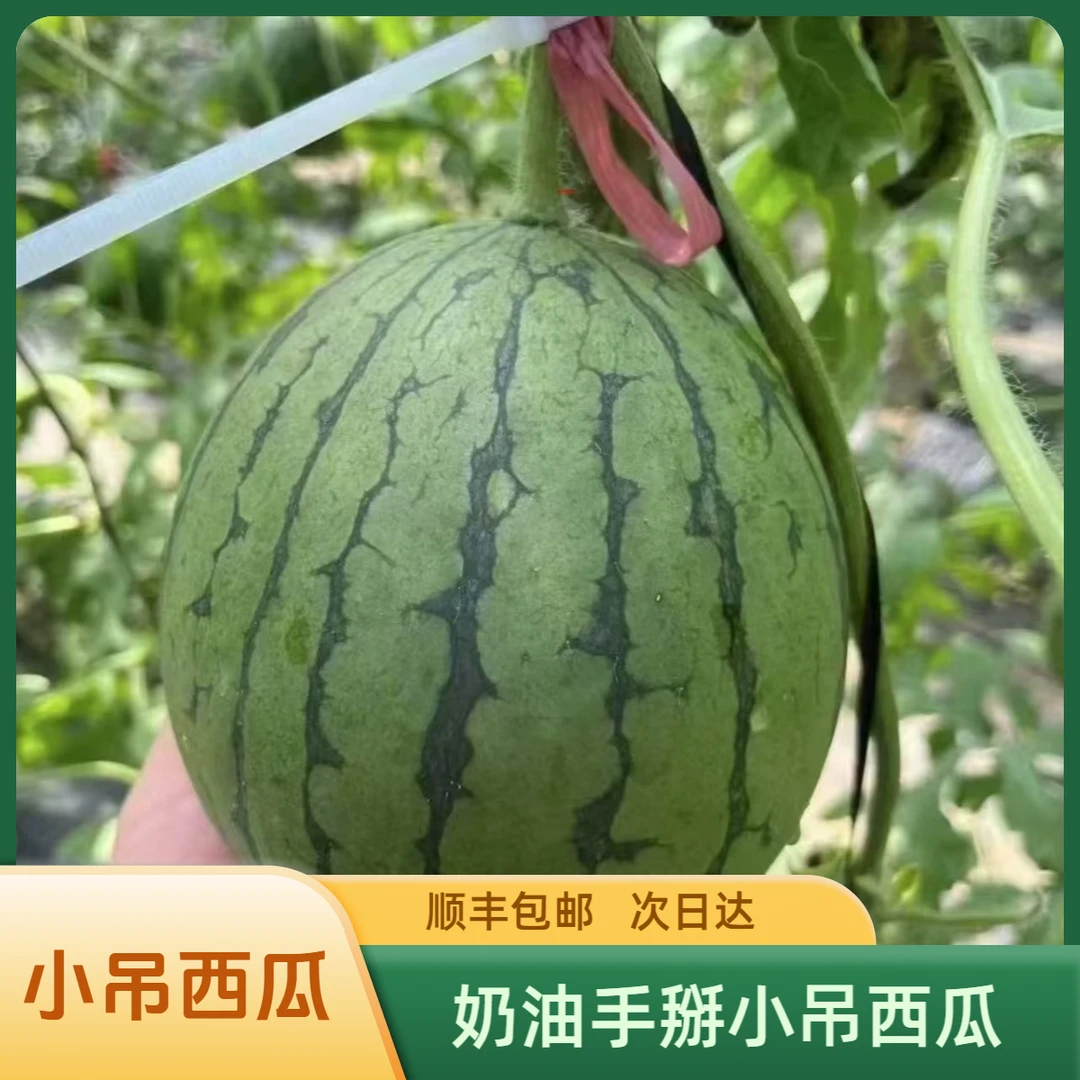 【顺丰次日达助农】云南头茬绿皮绿秧麒麟奶油手掰小糖丸小吊西瓜3斤云南省新鲜云南省