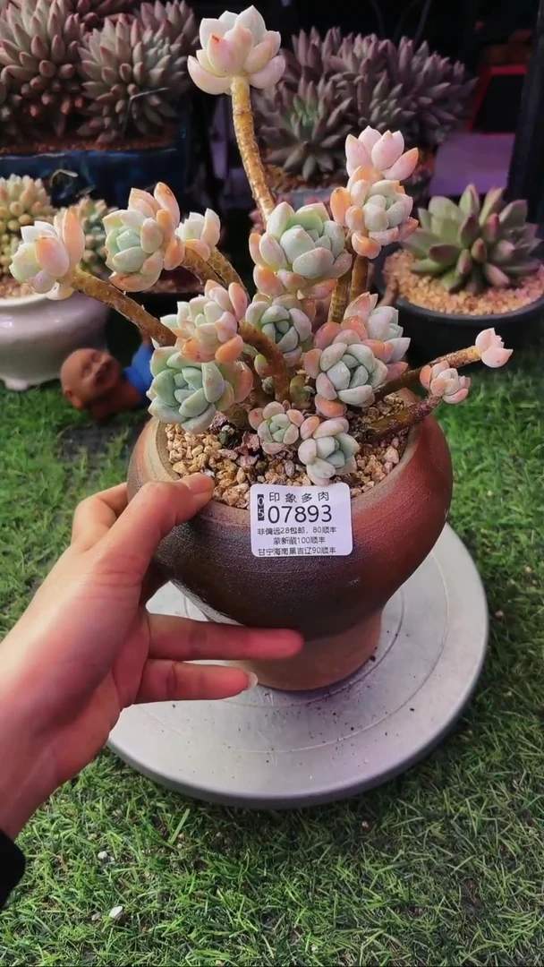 昆明印象多肉07893