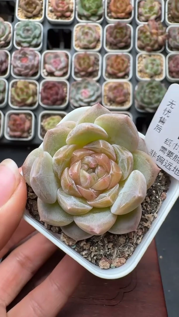 526带盆土发 当场拍3颗以上包柚 多肉植物 一物一拍