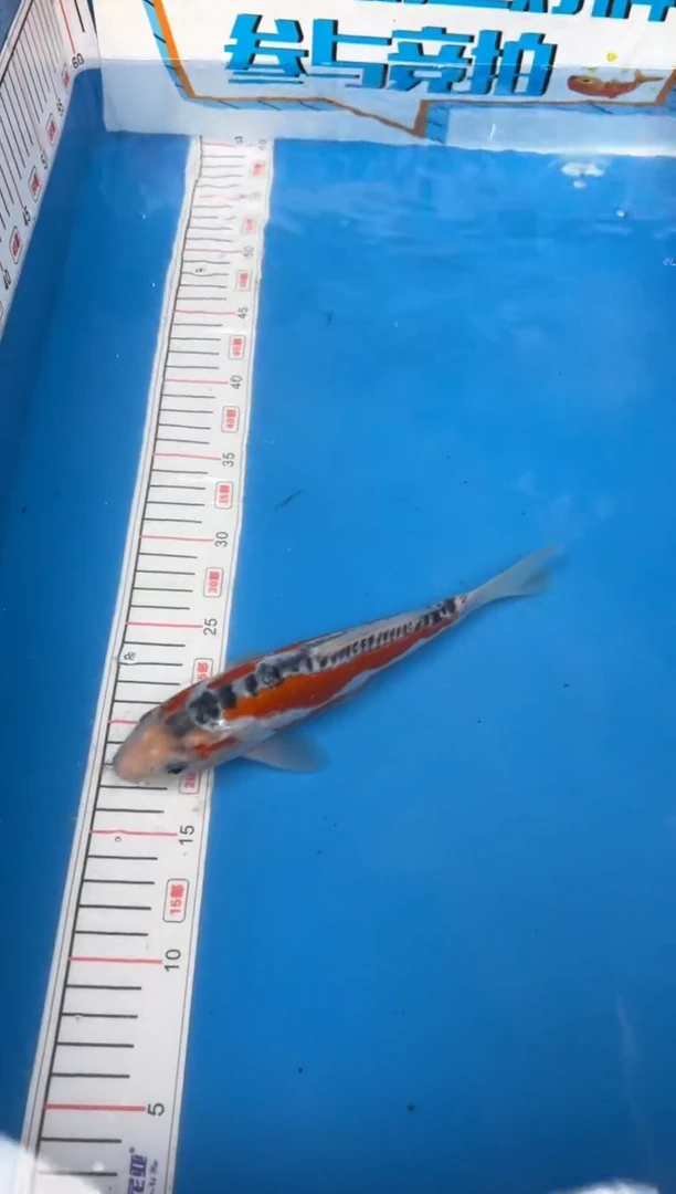 锦鲤小**?24号锦鲤鱼 秋翠 闪购