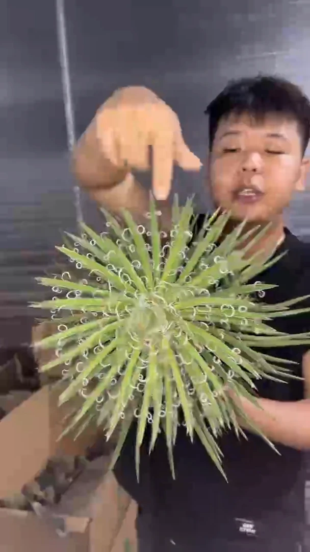 龙之白丝 龙舌兰【带根】