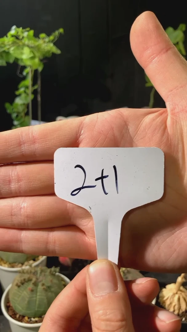 【闪购商品】2+1 布纹球1对+萝藦