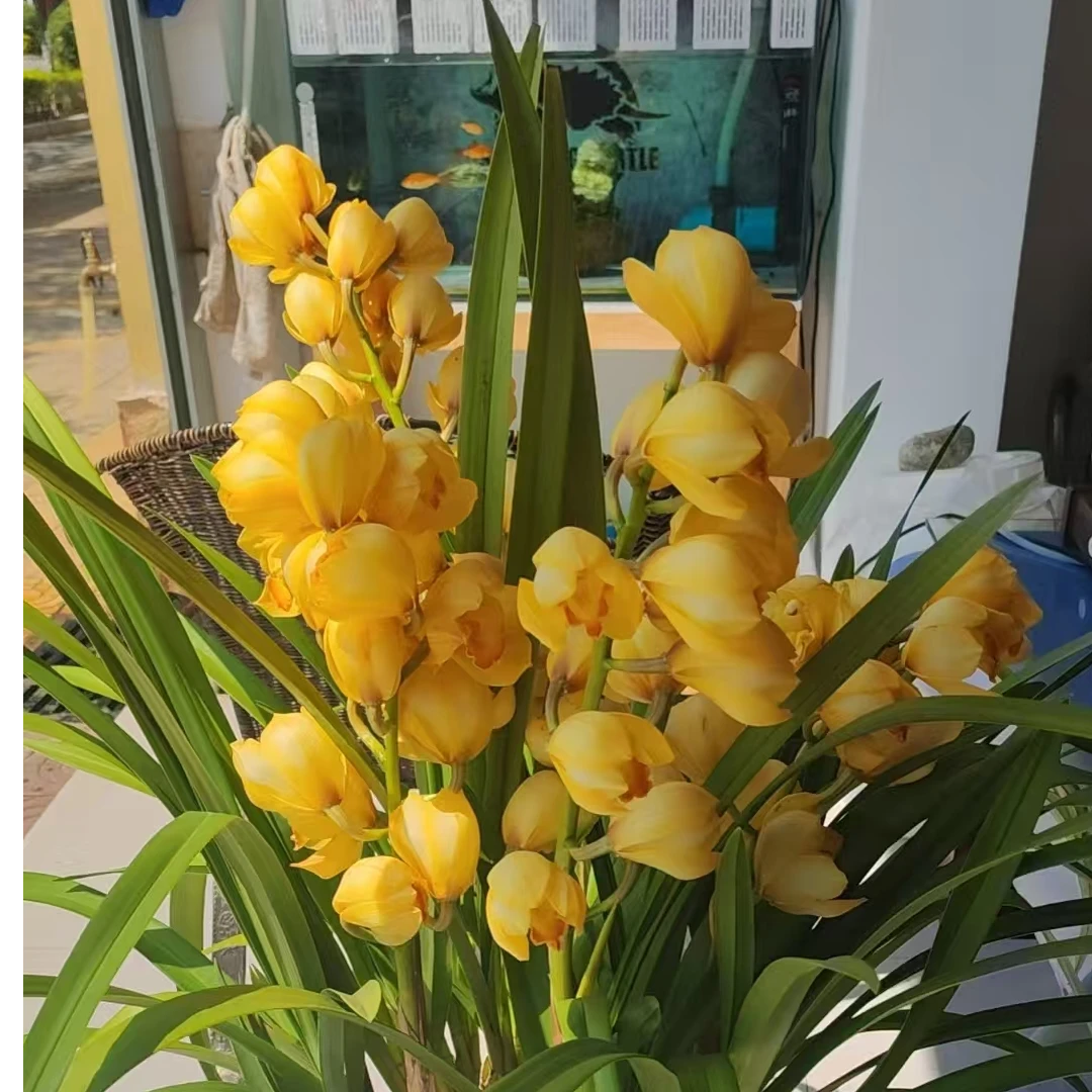 爆盆好养的大花蕙兰室内盆栽冬季开花香气宜人