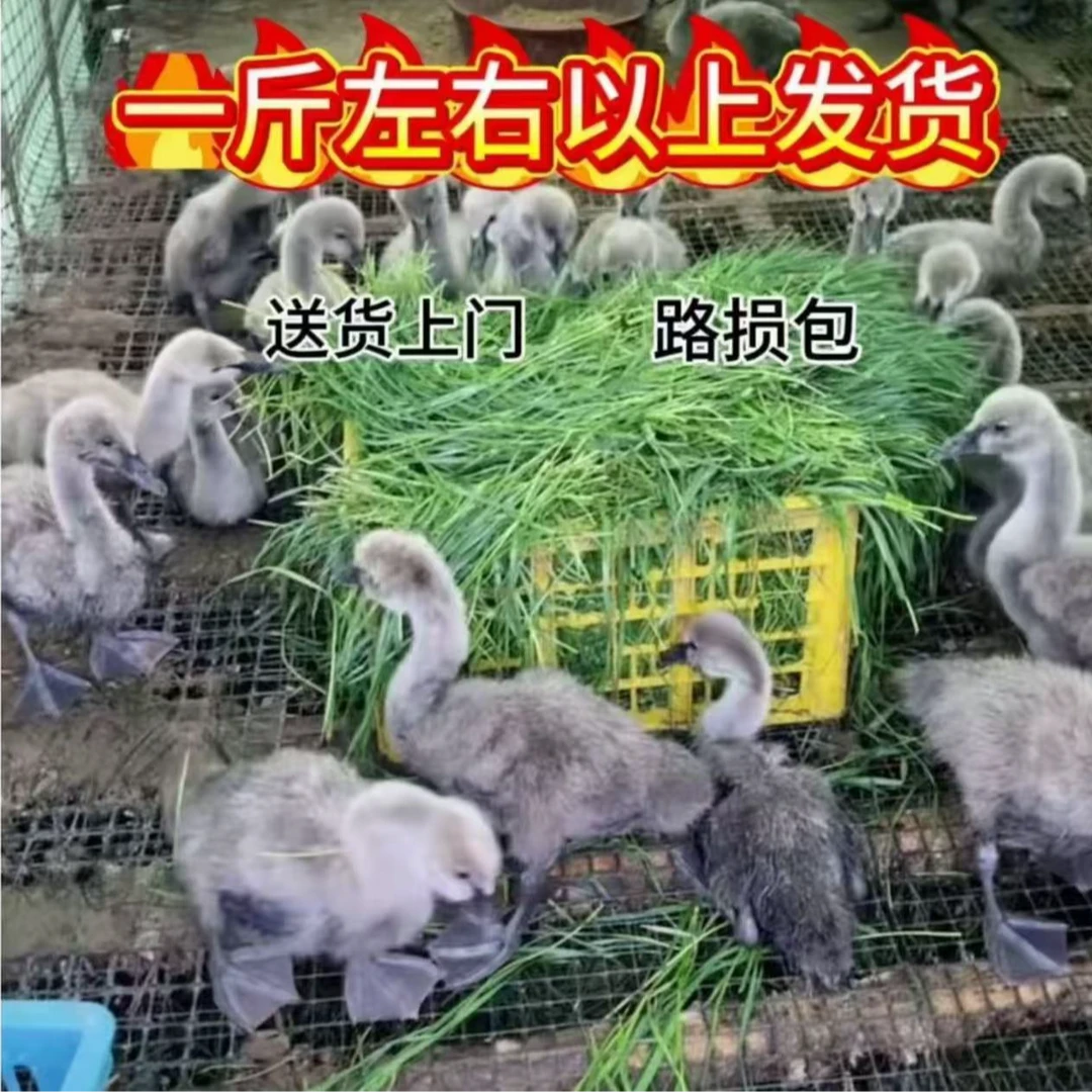 黑天鹅宠物黑天鹅易饲养顺丰包邮【一斤左右一只】