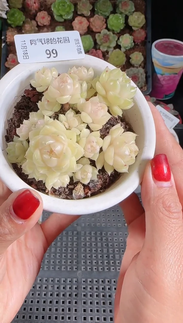 1118-99群生不包整