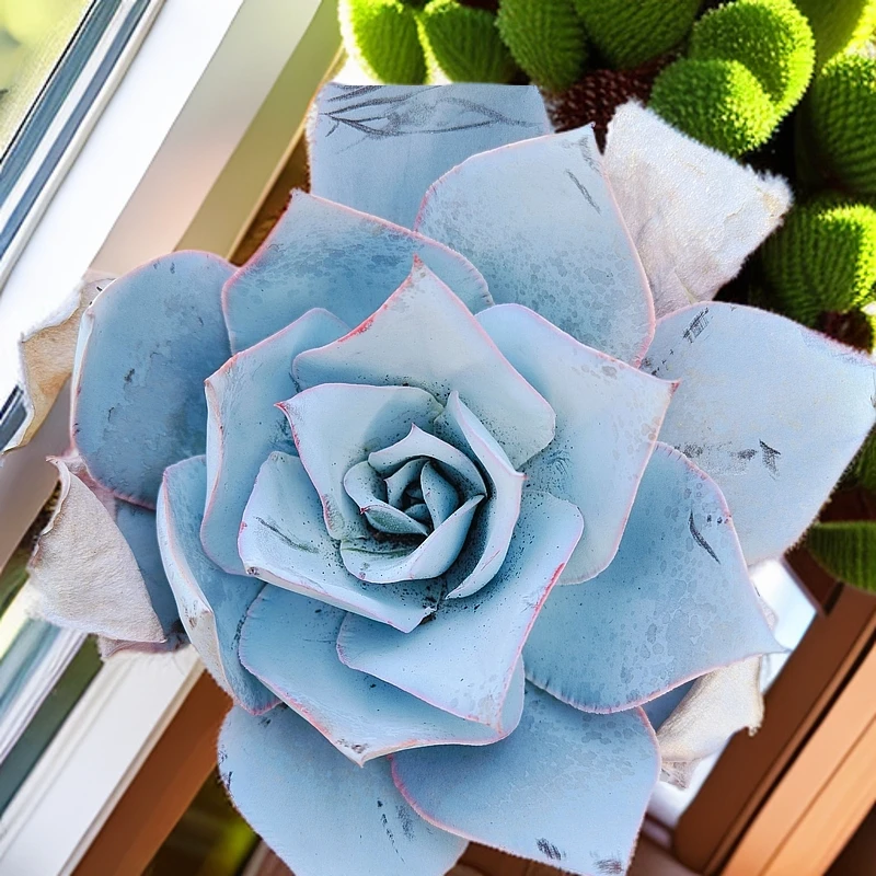 （任意两单或满9.99包邮）广寒宫  脱土发货  以直播展示为准