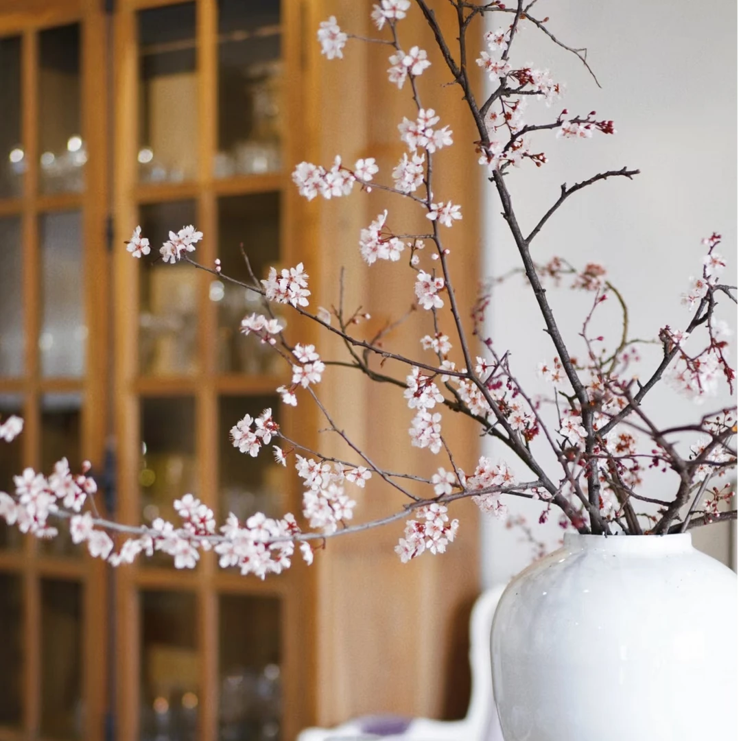 【紫叶李木本链接】云南产地直发 | 新鲜采摘