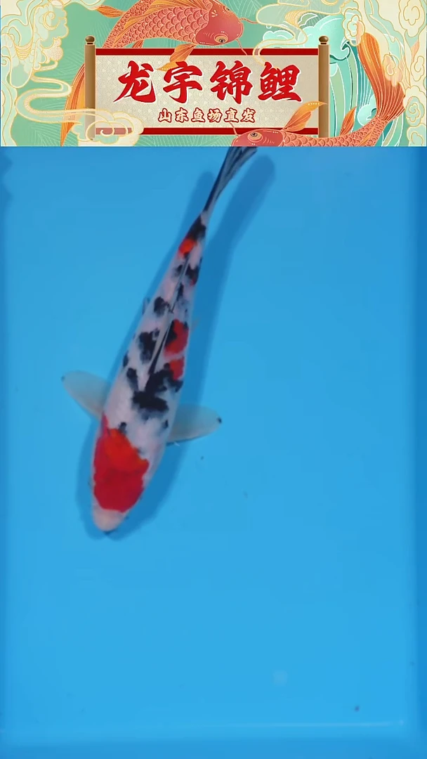 锦鲤2025123004大正24公分