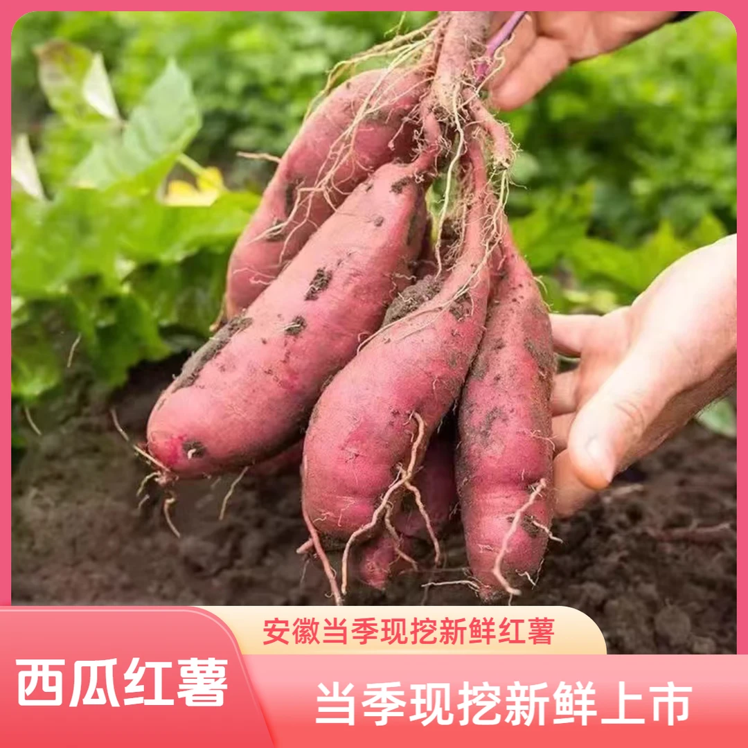 安徽当季糖化精品农家自种正宗西瓜红薯小香薯纯甜无丝红蜜薯糖心