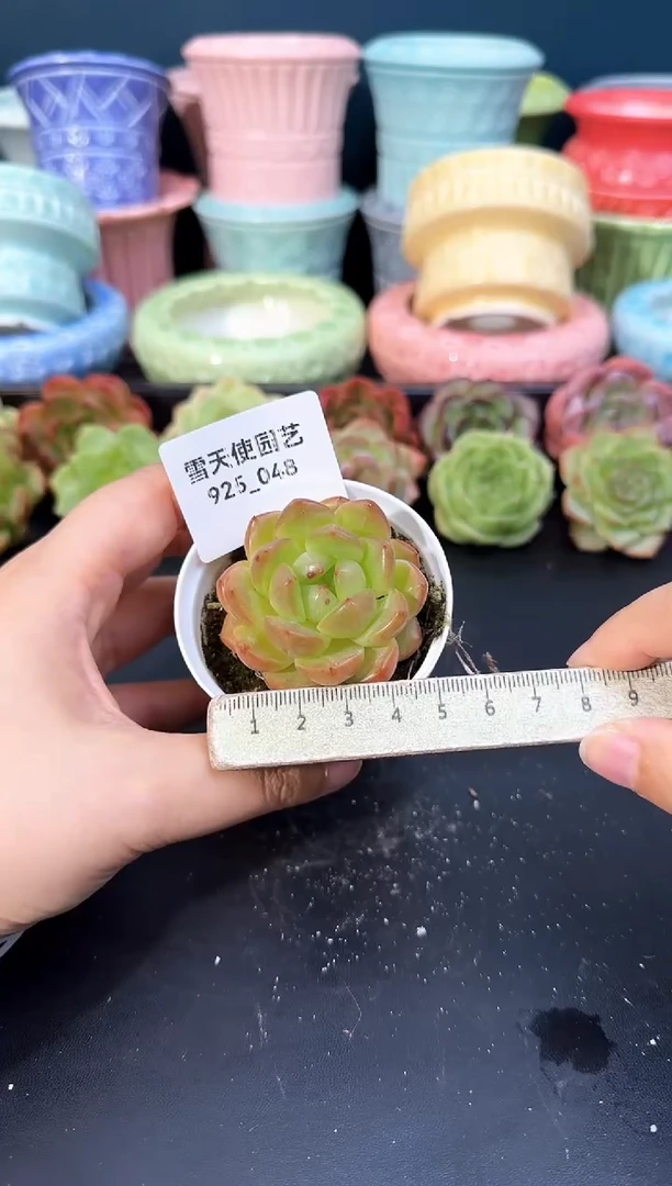 925-048青山（冠幅5cm）