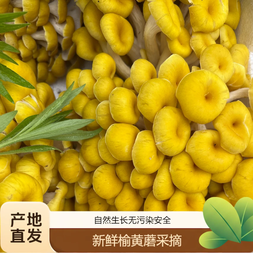 【榆黄蘑】东北新鲜榆黄蘑2斤产地直发 顺丰包邮 品质保障 货真价实