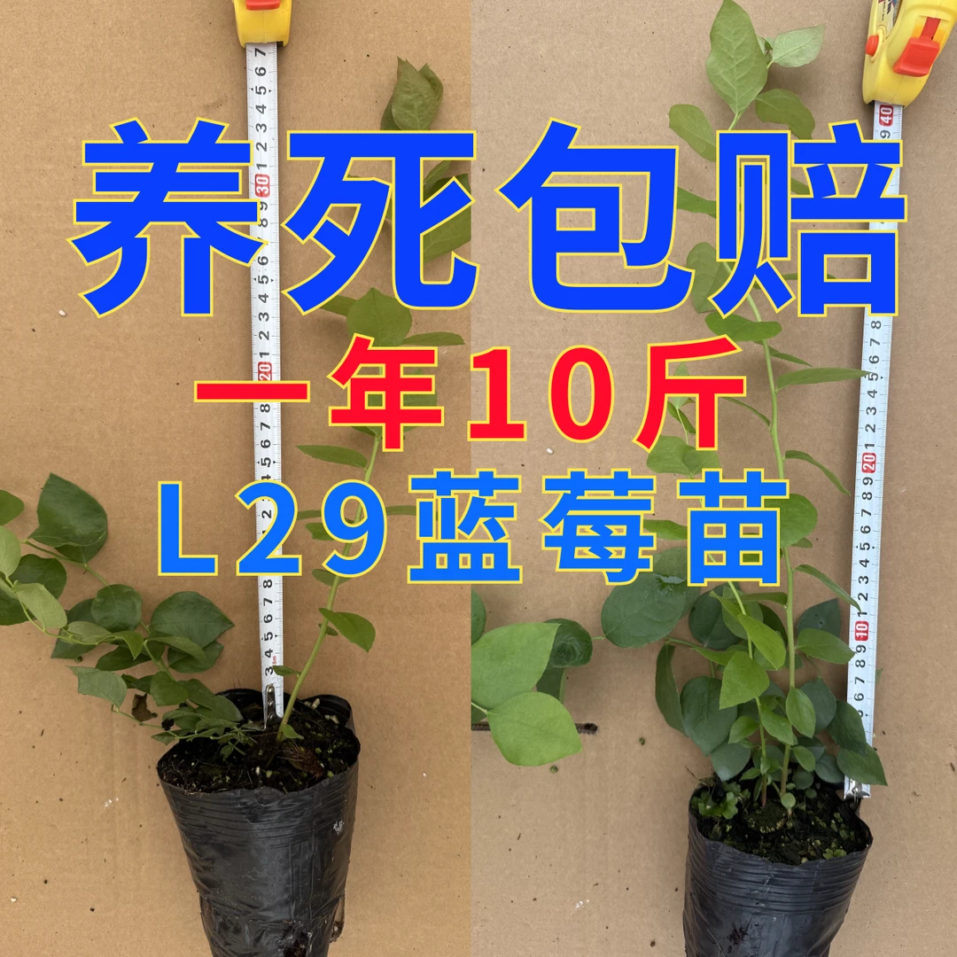 C清棚2颗2盆【L29】蓝莓苗 大果脆甜  南北方 室内外小院种植