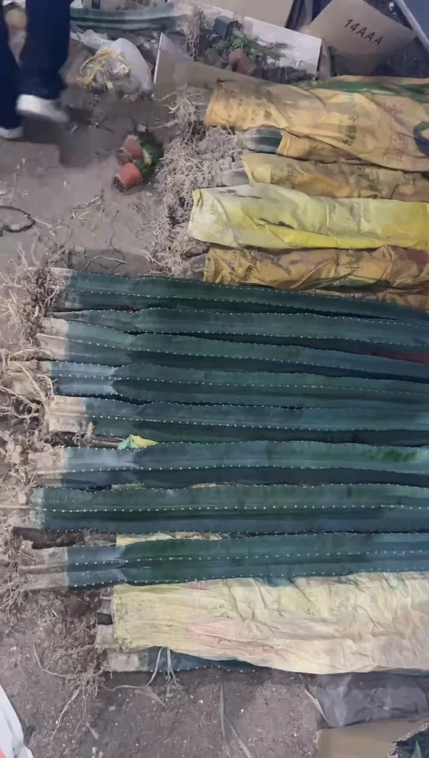 【闪购商品】【带根】60cm 量天尺