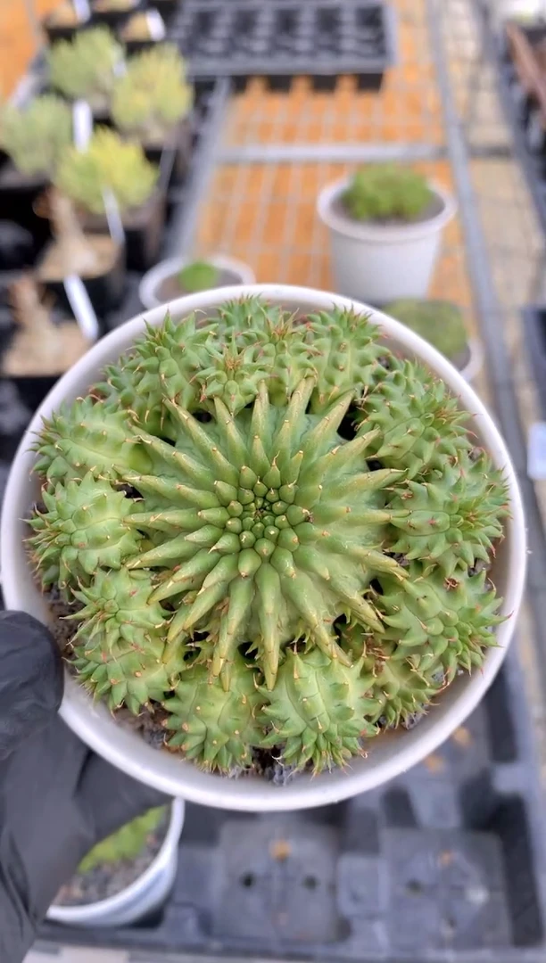 【闪购商品】海胆大戟FA-8615