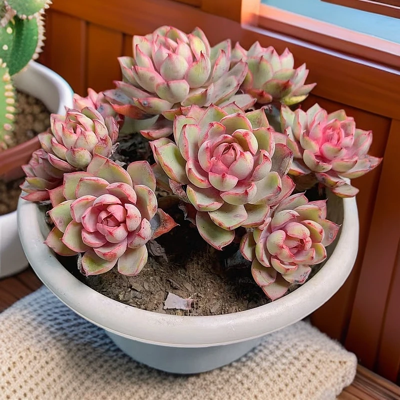 赫拉女王 时宜多肉 老桩多肉 新手好养 整装整群 带盆带土