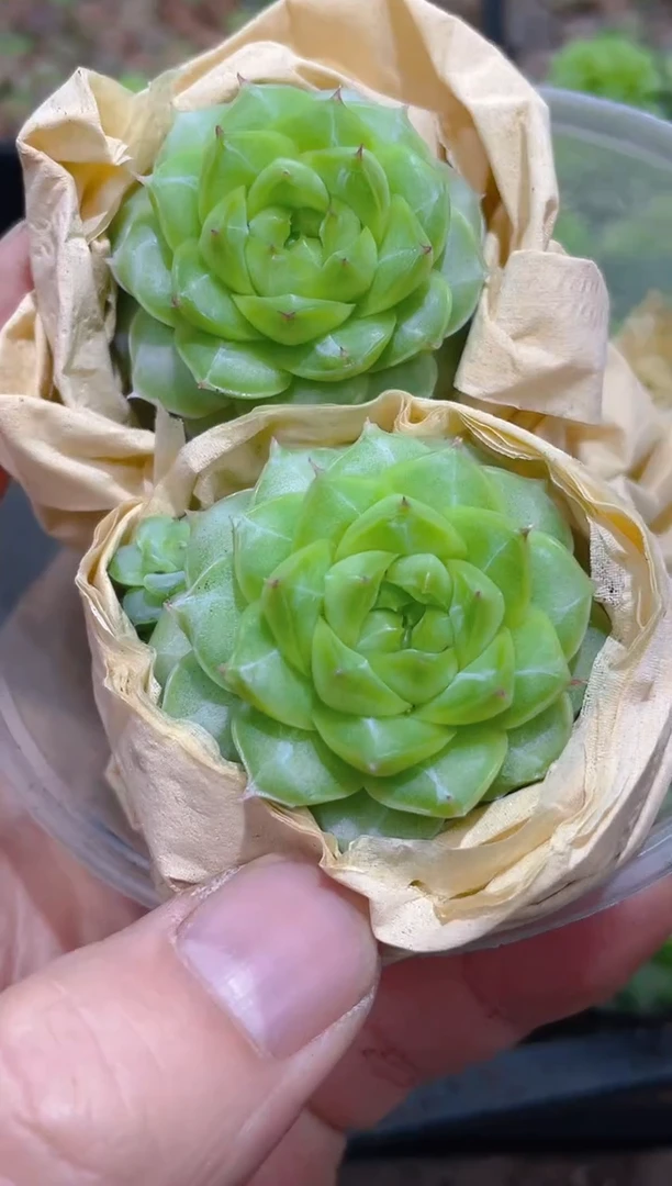 313女王       量拍2颗