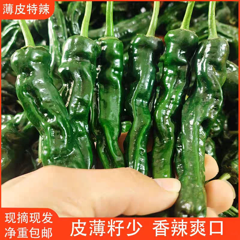 〔爆辣〕新鲜特辣小皱皮辣椒薄皮青椒红椒混装辣椒现摘现发