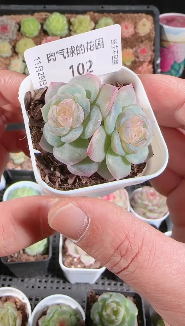 多肉1129-102芳辰群生不包整